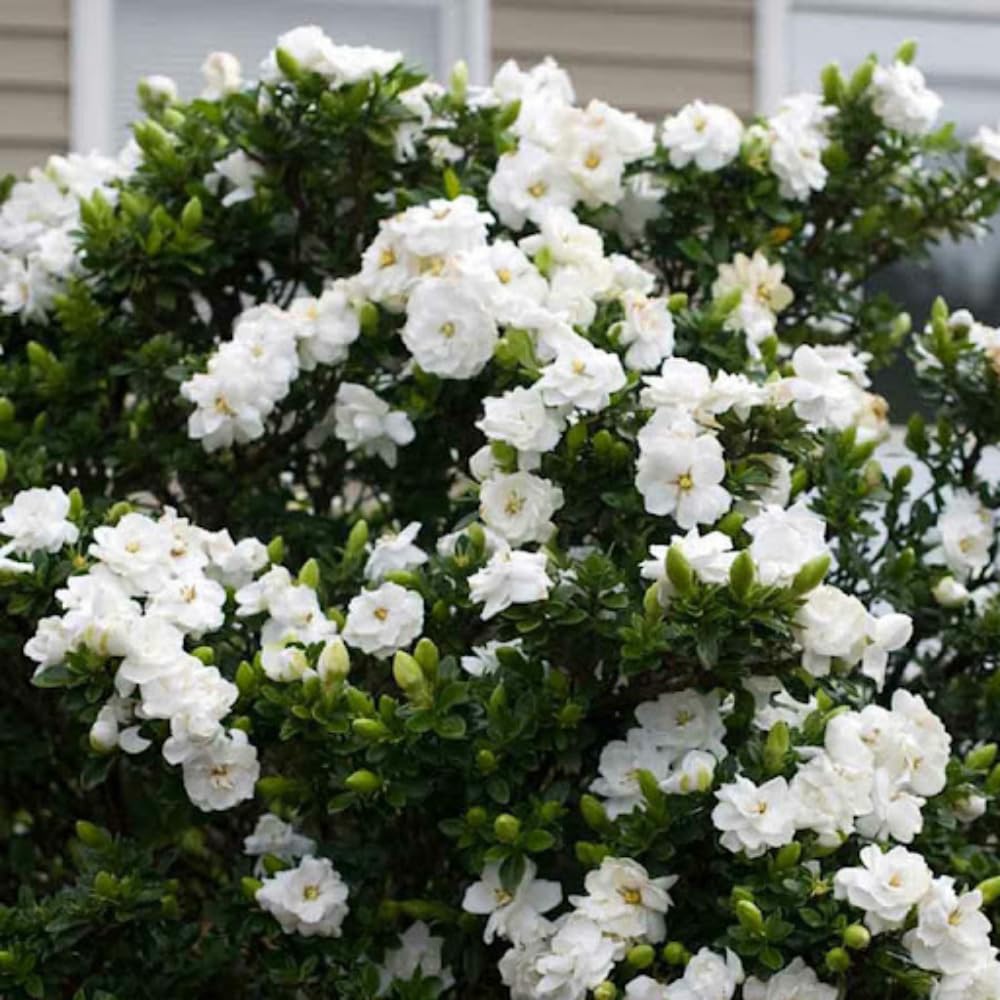 ガーディニア　 　　　　　ジャスミン 　　　　　ネルロ 　　　　　ウィスパー Amazon.com : 2 Jasmine Plants Live, Climbing Jasmine Flower Plant