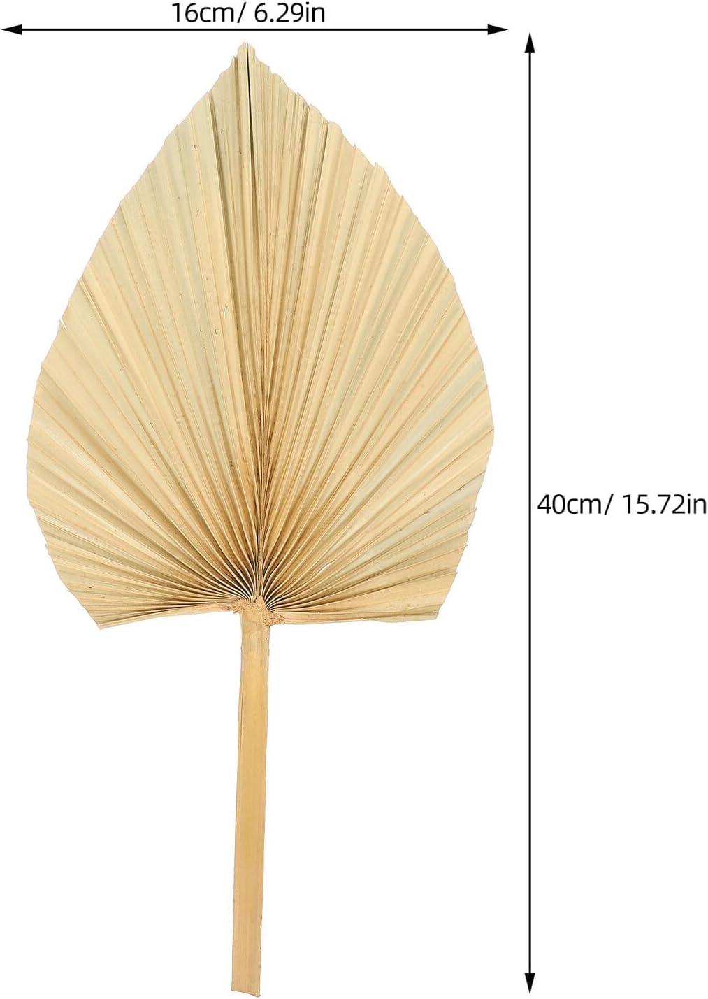 DOITOOL 3pcs Dried Palm Leaf Decoration Natural Palm Fronds for Wedding Party Wall Art Leaf Decor Rustic Floral Arrangement DIY Supply for Home Banquet
