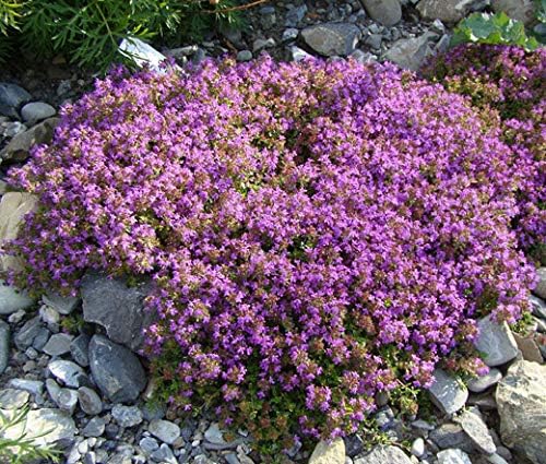 Miniatura 2 de Creeping Thyme Live Plant Cubierta de suelo roja para plantas de iniciación de 3 x 3 pulgadas 1