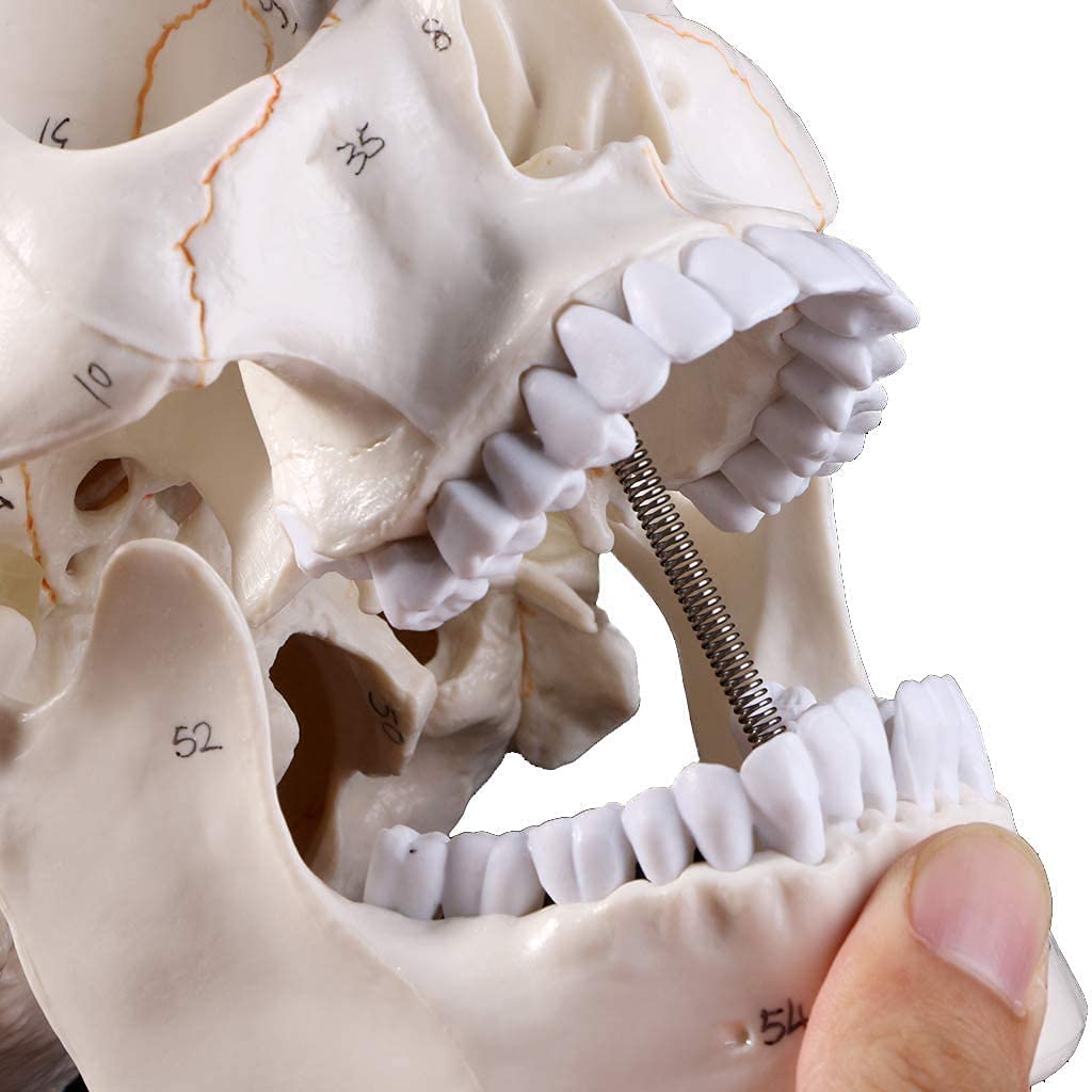 Modelo cráneo Conveniente del Modelo cráneo Humano Medicina Cráneo Anatomía Humana Anatomía anatómica Estudio Material didáctico Modelo Esqueleto