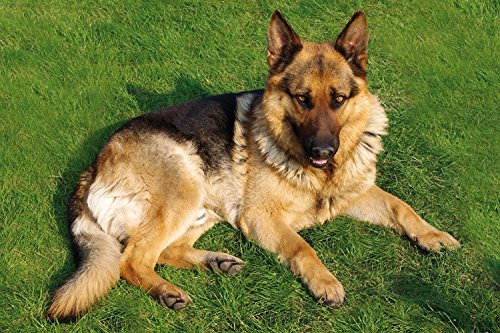Whitman And Daughter Grußkarte Deutscher Schäferhund – Premium-Karte 12,7x17,8 Cm, Mit Umschlag, Blanko Innen