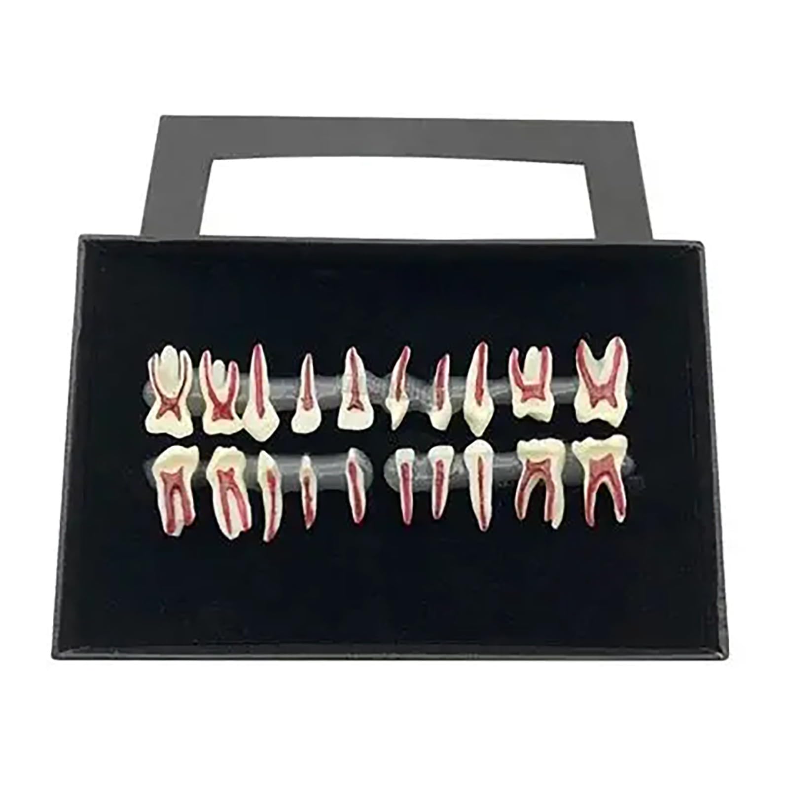 Modello dentale completo della bocca in scala 1:1, composto da 28 pezzi, con ingrandimento 2X. Modello didattico per lo studio dei denti, esposizione permanente di corone, radici e polpa dentale.