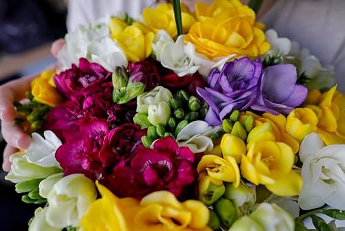 Bulbos dobles de fresia para plantar en primavera, colores mezclados para ramos de flores, bulbos grandes y saludables, ideales para contenedores o