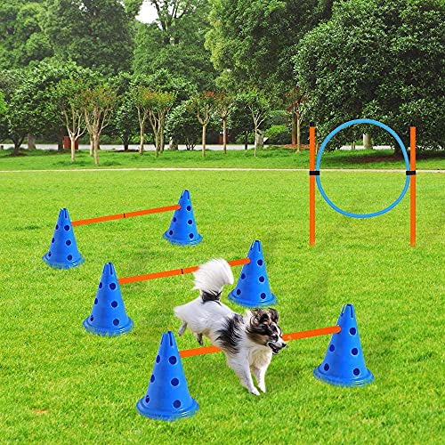 Find The Best Dogs For Agility Training Reviews & Comparison Katynel