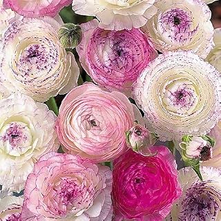 Ranunculus Picotee Pink Flower Corms/Bulbs. Beautiful Hardy Colourful Flowers. (30)