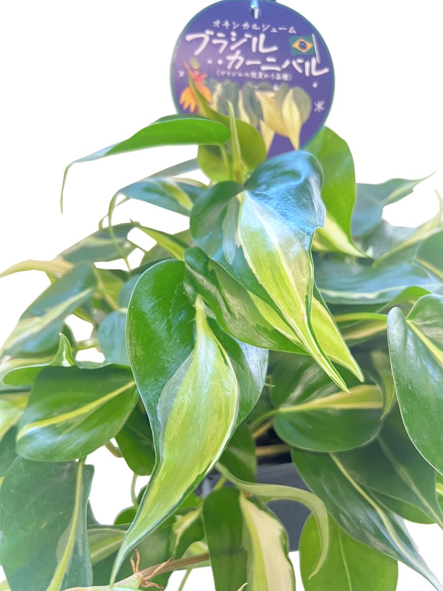 フィロデンドロン　ブルレーマルクシー　斑入り　石化株　5号鉢 フィロデンドロン ブルレーマルクシー 斑入り 石化株 5号鉢