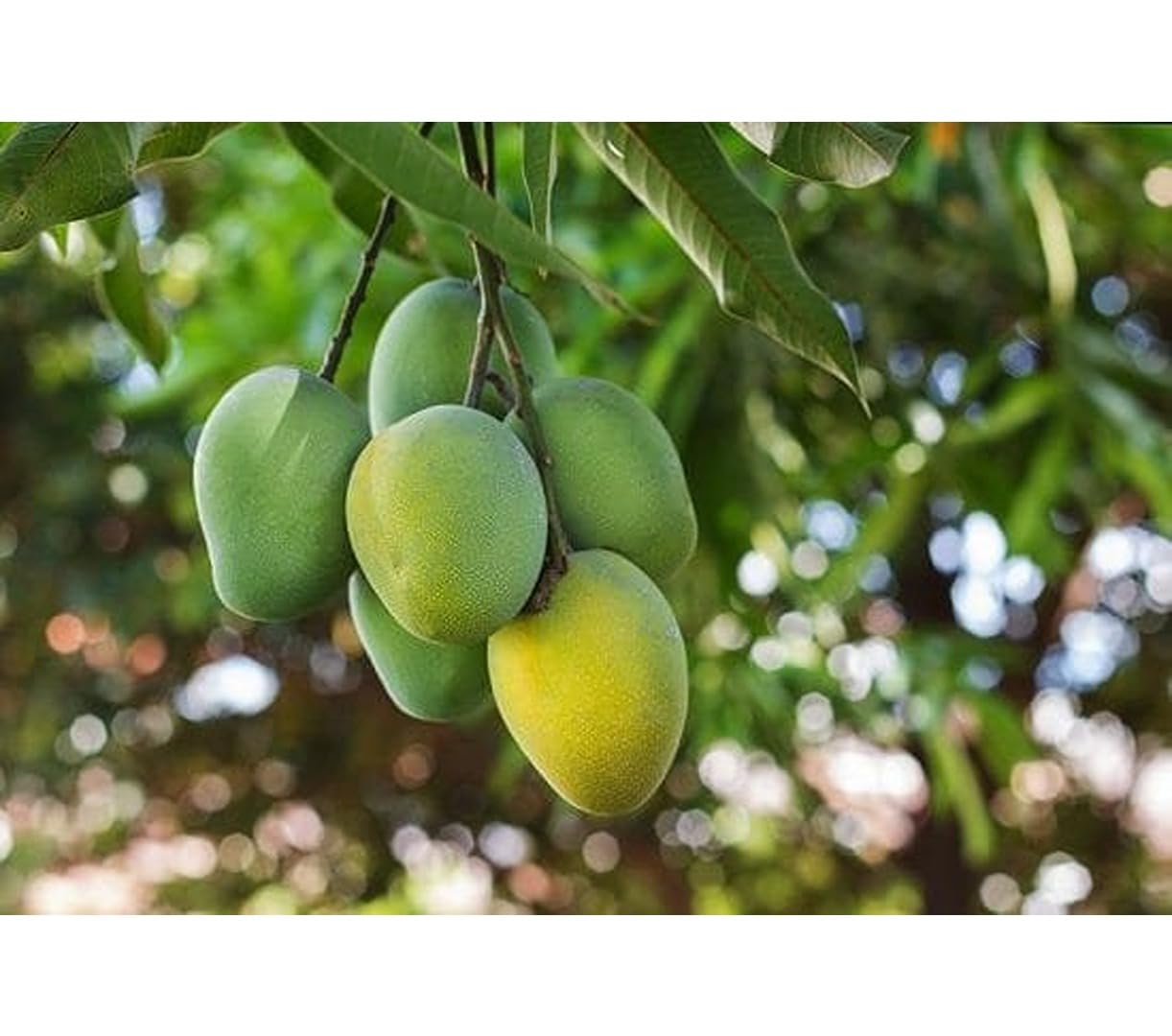 See full amazon price history chart for Dejestqoo Banganpalli/Safeda Mango Plant (Grafted Plant Height 2-3 Feet) Hybrid 1 Healthy Live Frout Plant For Home Garden Fruit After 2-3 Years Grafted Mango Tree Dejestqoo Banganpalli/Safeda Mango Plant (Grafted Plant Height 2-3 Feet) Hybrid 1 Healthy Live Frout Plant For Home Garden Fruit After 2-3 Years Grafted Mango Tree (B0CC9X5HFY) Amazon Price History, Amazon Price Tracker