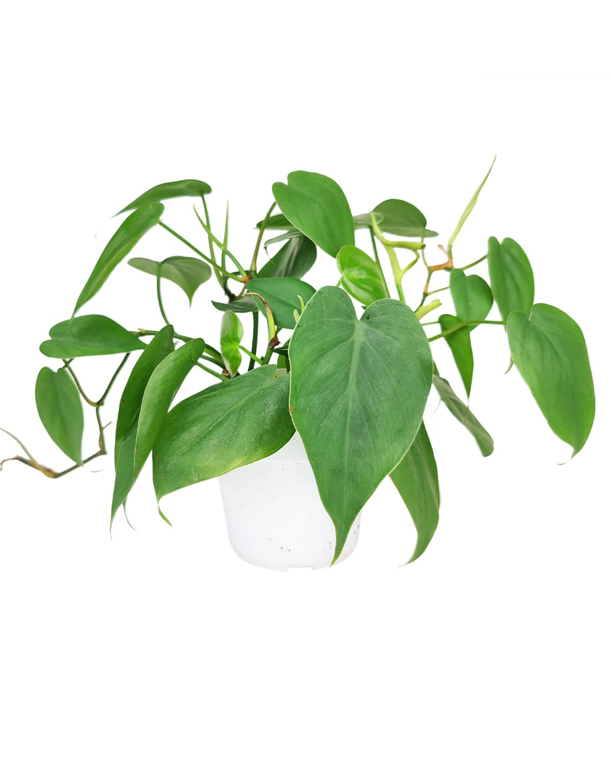 spider plant home depot Buy a Spider Plant Easy Care Live Plant