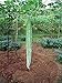 Asian Heirloom Snake Gourd (BUAG NGU) Seeds by Stonysoil Seed Company
