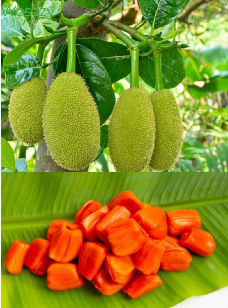 See full amazon price history chart for Thai Red Jackfruit Plant One Healthy Live Grefted Sweet Red Jackfruit Plant, (Plant Hight 2, After Fruiting 1 years) Easy To Grow Home Garden Thai Red Jackfruit Plant One Healthy Live Grefted Sweet Red Jackfruit Plant, (Plant Hight 2, After Fruiting 1 years) Easy To Grow Home Garden (B0D6KD9HPK) Amazon Price History, Amazon Price Tracker