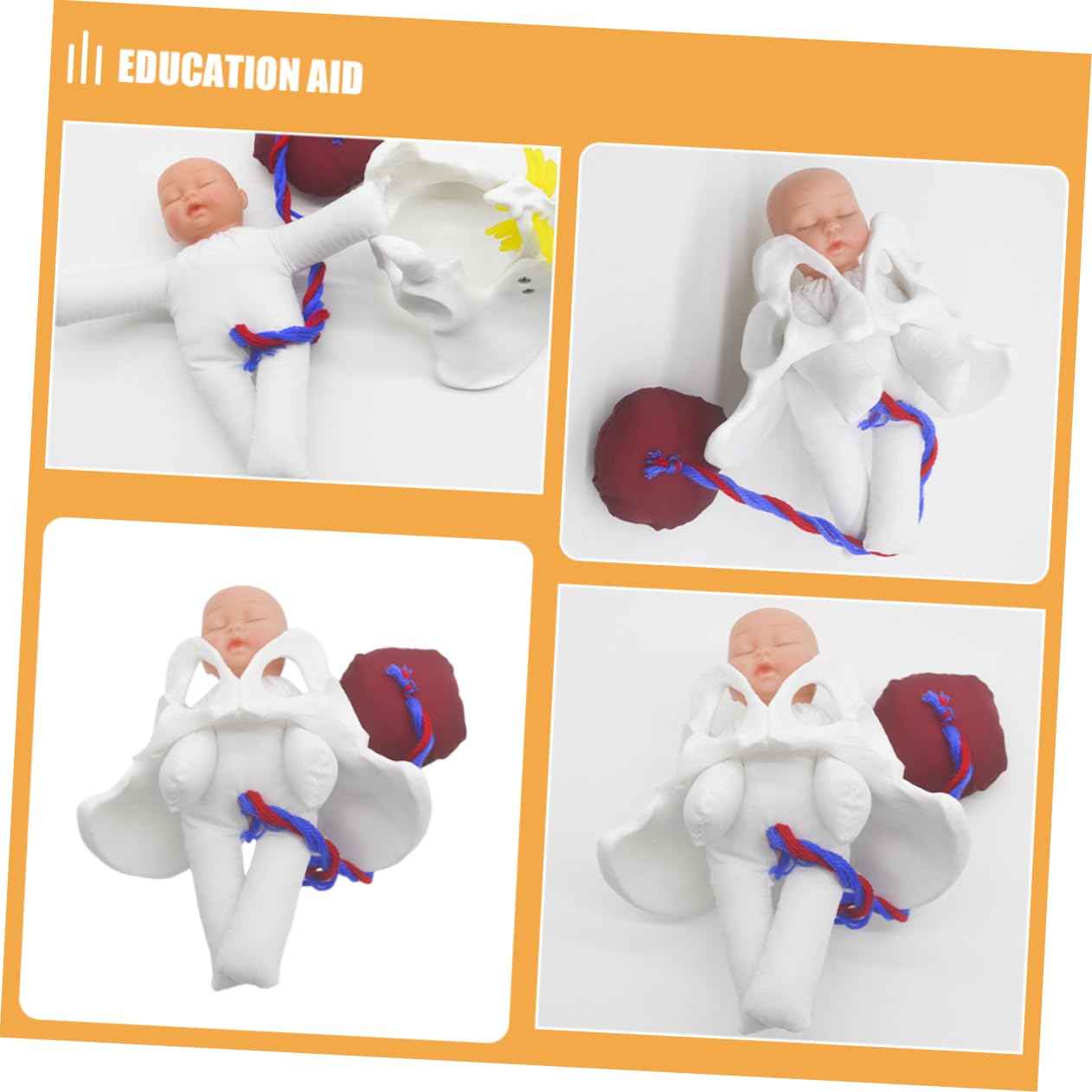 Generisch 1 Set Entbindungsbeckenmodell Beckenmodell Praxismodell Medizinstudenten Becken Lehrgeburtsmodell Hebammen Trainingsmodell Geburtsmodell Pvc