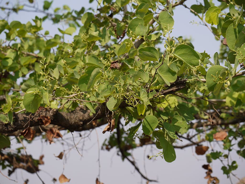 HERBALISM Bauhinia racemosa Bidi Leaf Tree katmauli live plant. (B096ZFTZ5V) Amazon Price History, Amazon Price Tracker