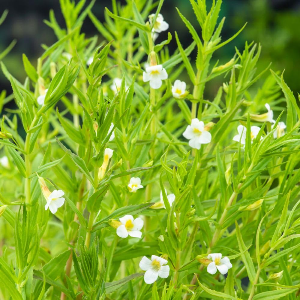 Gratiola officinalis Summer Snowflake Marginal Aquatic Plant White Blooms Pond Edge Bog Garden 3X 9cm Pots by Thompson and Morgan