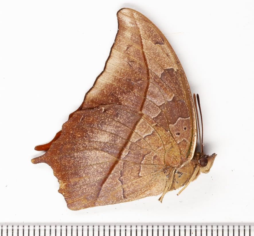 未展翅・昆虫標本No.07 シロオビアゲハ標本定形外発送合計3000以上で!!