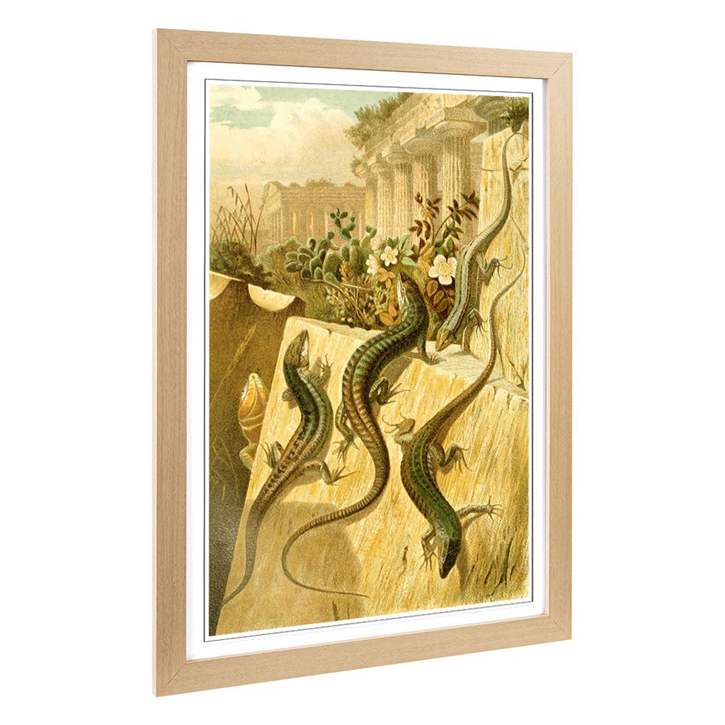 Big Box Art Framed Print of Vintage Brehms Tierlben European Lizard Design | Wall Art Picture | Home Decor for Kitchen, Living Room, Bedroom, Hallway, Oak, A2 / 24.5x18 Inch / 62x45cm