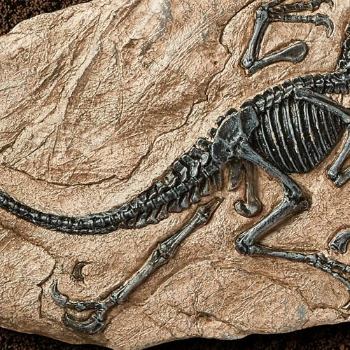Image of 1st Heaven Resin Dinosaur Fossil Sculpture - Realistic Dinosaur Skeleton for Desk & Wall Display, Prehistoric Jurassic-Era Dino Decor, Unique Gift for Dino Lovers & Home Decor (Velociraptor)