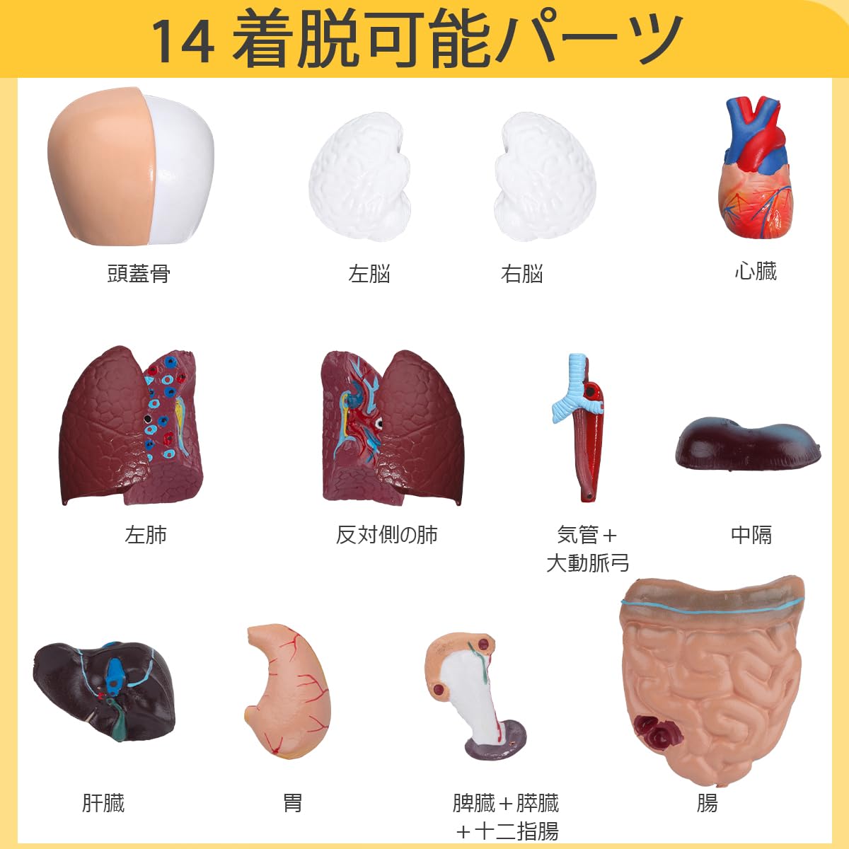 Amazon.co.jp: マネキン - 人間の胴体の解剖学的モデル、15個の