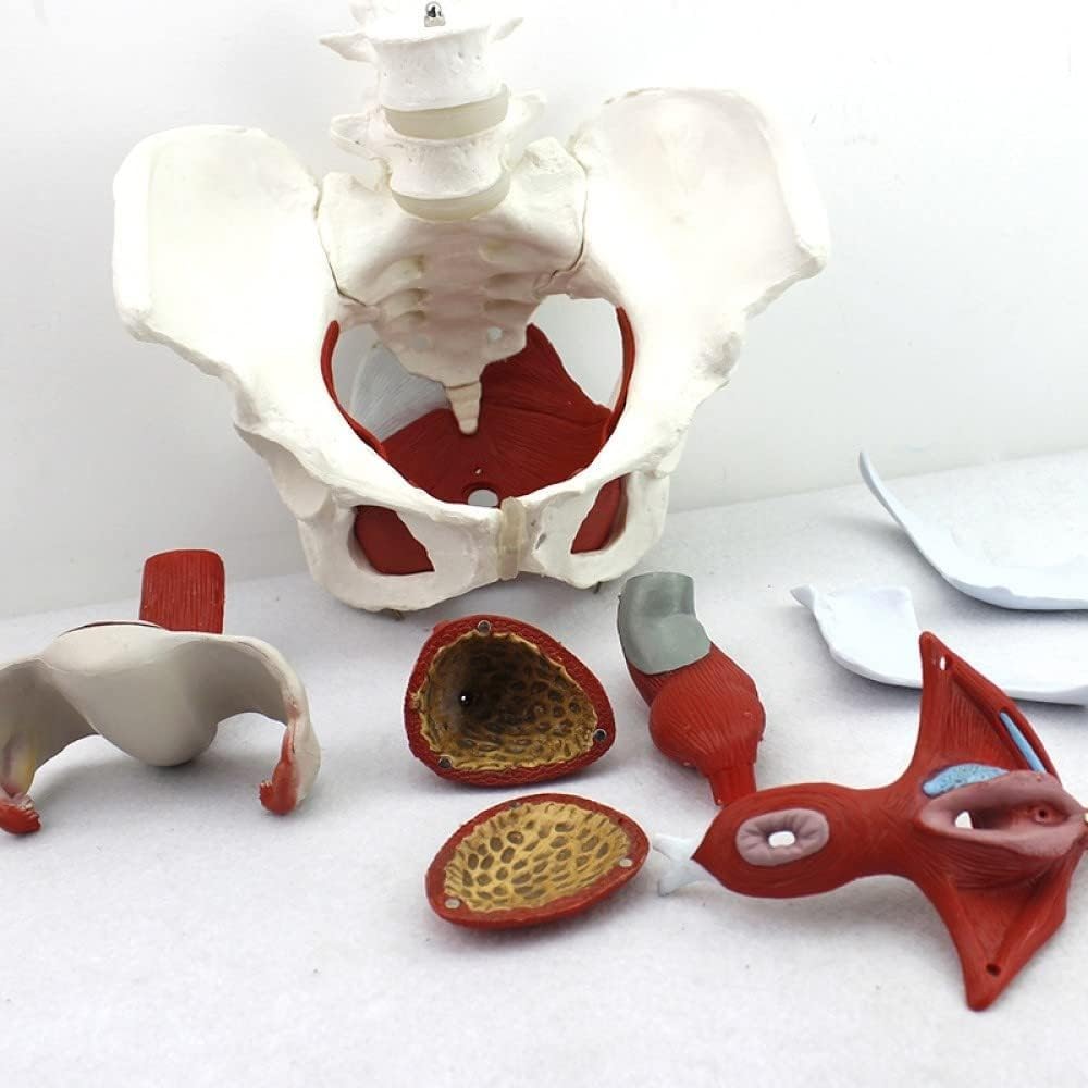 Abnehmbares weibliches Beckenmodell, anatomisches Modell des weiblichen Beckenbodenmuskels für den Unterricht im Display-Lernen