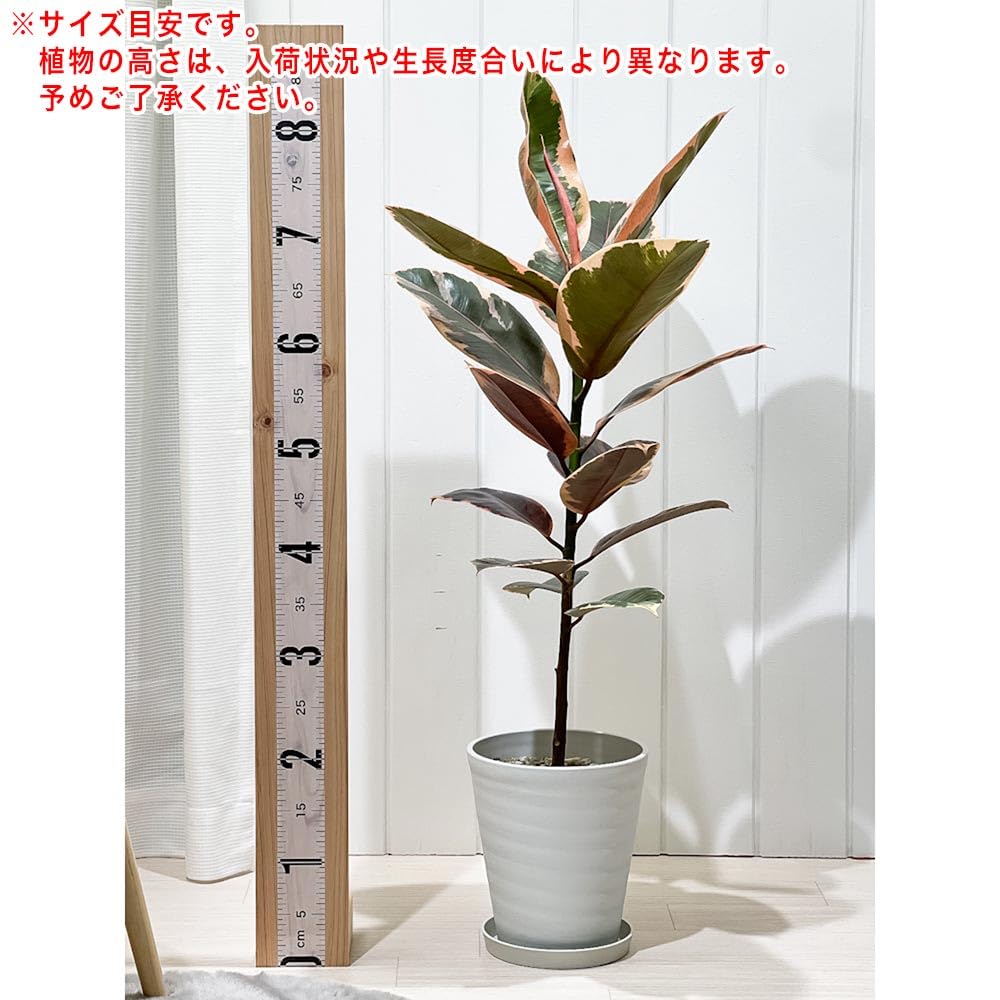 観葉植物 フィカス ルビー 155cm 9号 1鉢 ゴムノキ Ficus elastica Ruby Amazon｜PLANCHU 観葉植物 フィカス ルビー ストレート 6号鉢 受け皿