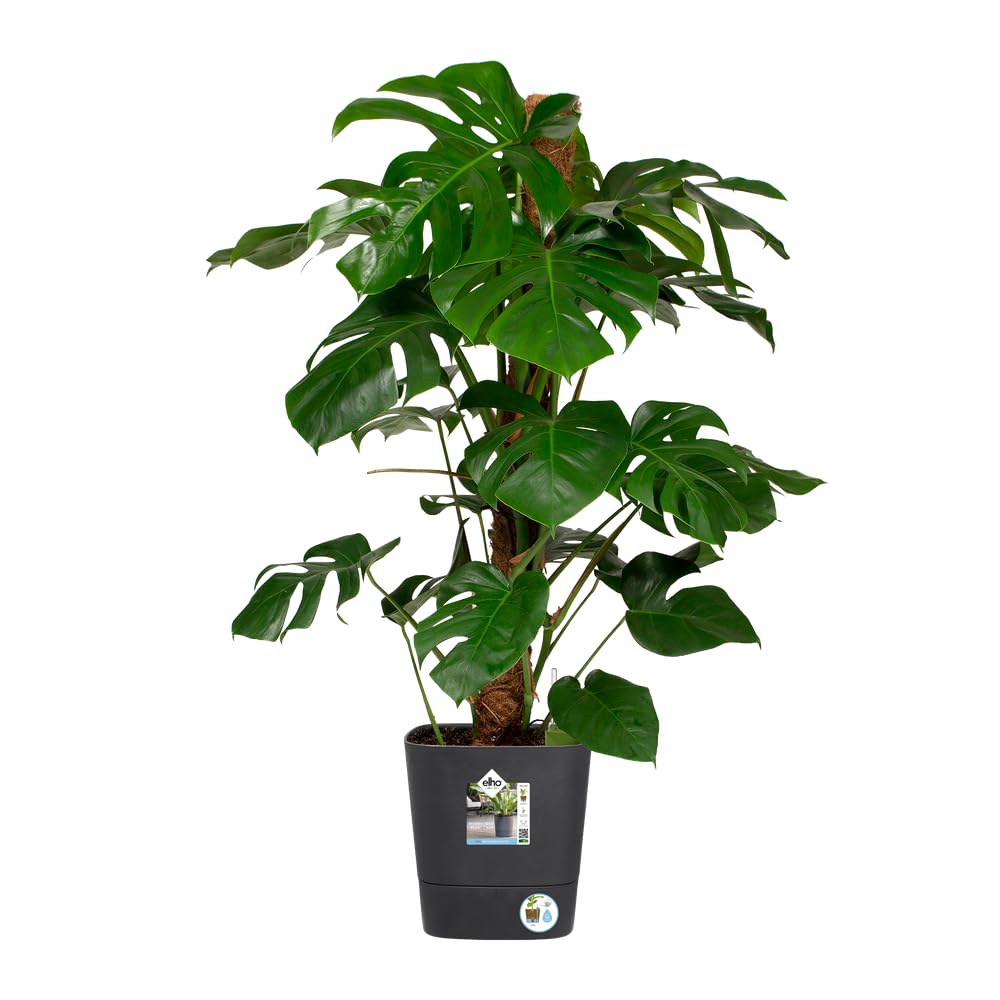 Elho Greensense Aqua Care Carré 30cm Pot de Fleur - Gris Charbon