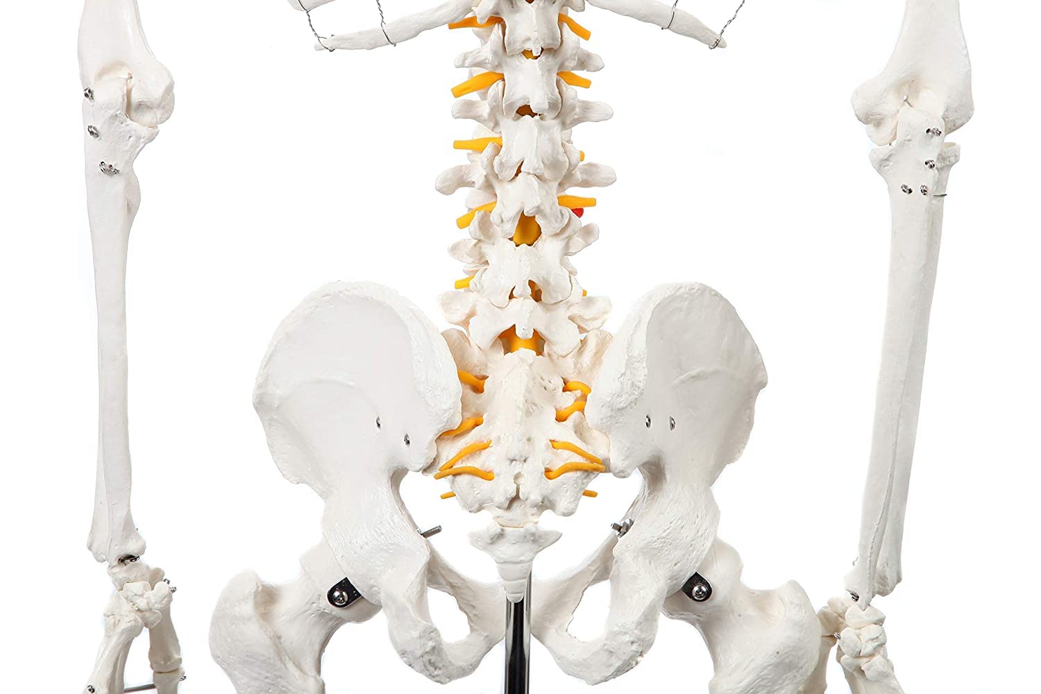 Amazon.co.jp: 等身大の人体骨格モデル 180cm 医療解剖学的骨格