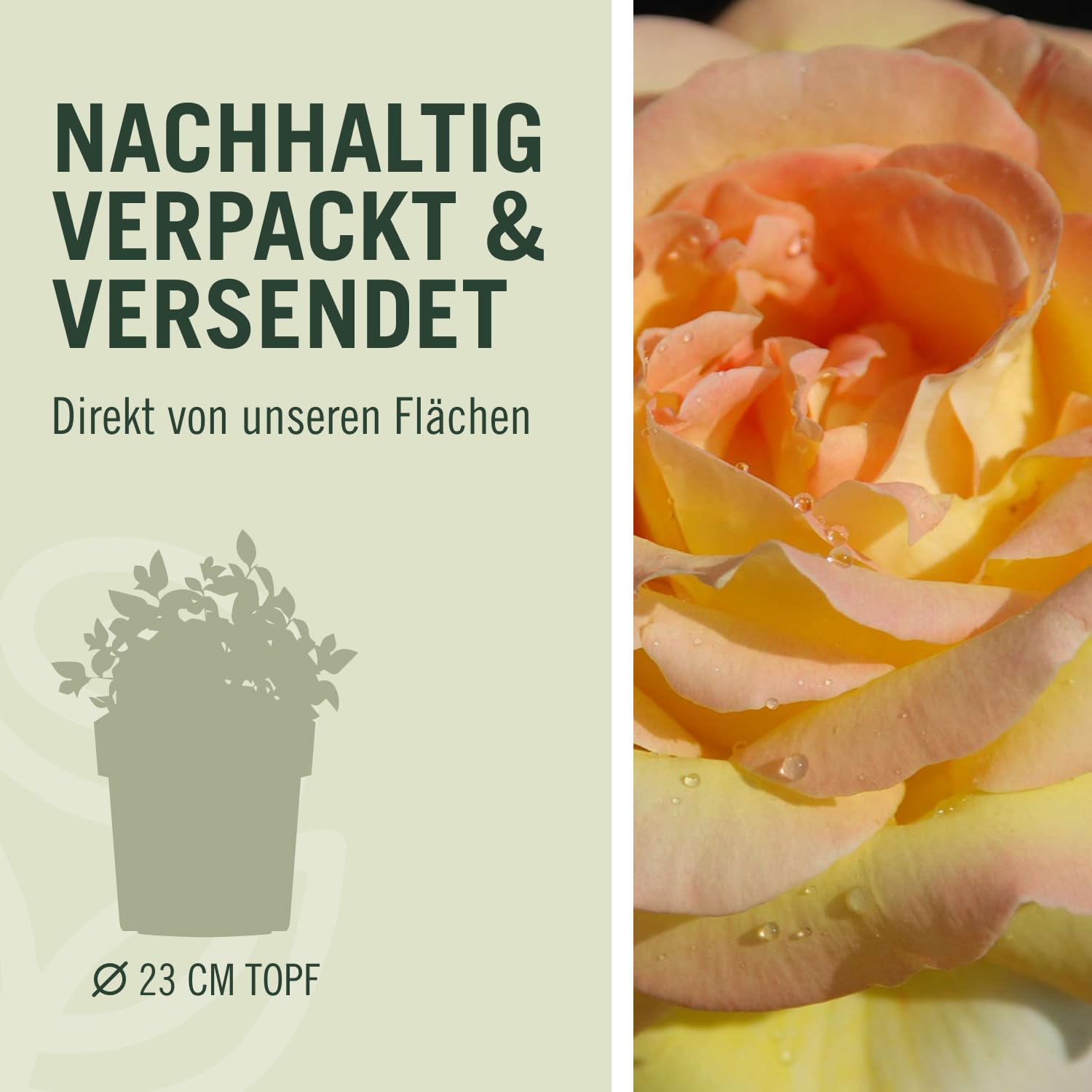 Edelrose Gloria Dei in lichtgelb mit rosa Rand - Duftrose winterhart - Rosen-Blüte in lichtgelb mit rosa Rand - Rose stark duftend im 5 Liter Container von Garten Schlüter - Pflanzen in Top Qualität