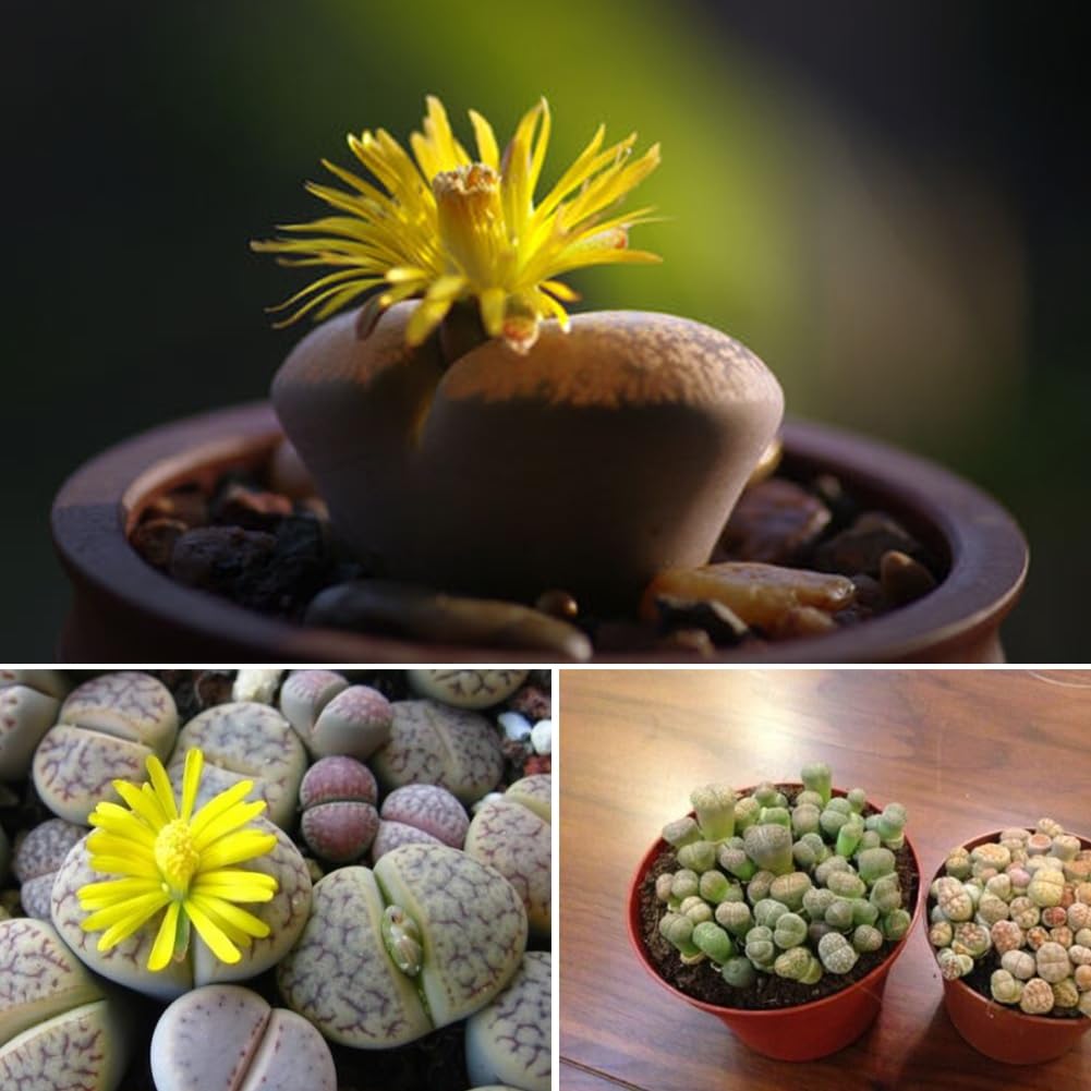 Semi Di Lithops MIX - 50 Semi Piante Grasse Pietre Vive Del Deserto - Cactus Esotico