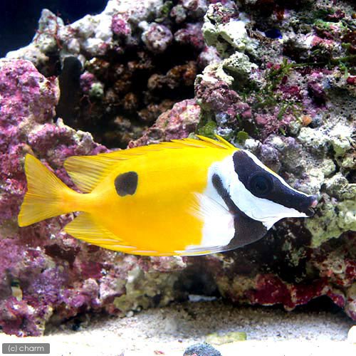 カクレクマノミと混泳できる海水魚10選 相性が良くかわいい魚種とは トロピカ