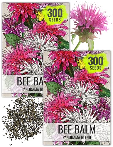 Seed Needs Bee Balm Seeds to Plant Panorama Mix...