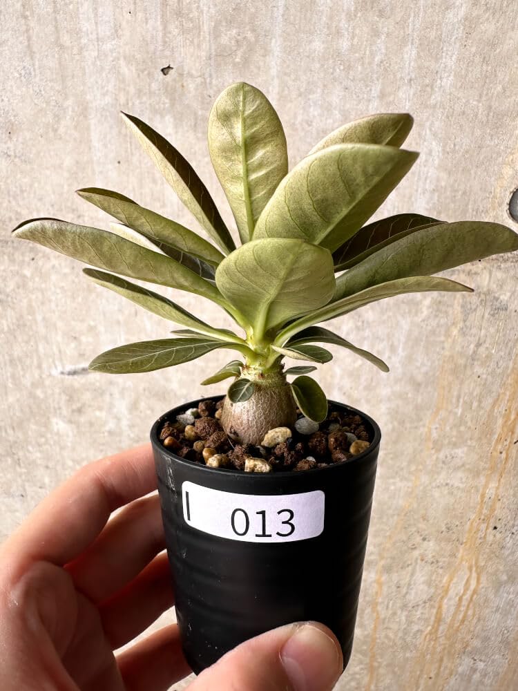 Amazon｜【現品限り】アデニウム・ソコトラナム 実生【I13】 Adenium