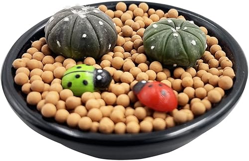 2 plantas de cactus Dou Mini plantas de cactus vivas para interiores plantas de cactus pequeñas en maceta plantas de cactus suculentas vivas