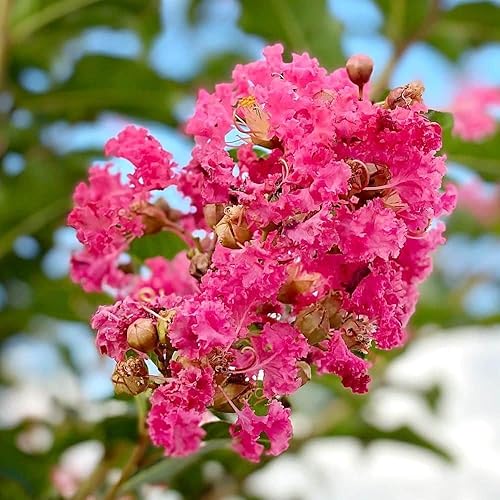 Miniatura 7 de Crape Myrtle Tuscarora  10 plantas vivas  Lagerstroemia Indica  Flores rojas vibrantes  Arbusto ornamental de rápido crecimiento  Tolerante a la