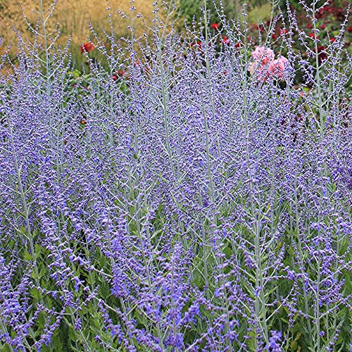 ロシアンブルー様⁎⁺˳ ロシアンブルー様⁎⁺˳ Amazon | ヴァリアブルアクション 新世紀