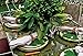 SuperMoss (22430) All Purpose Moss Mat Runners, Instant Green,Fresh Green 18