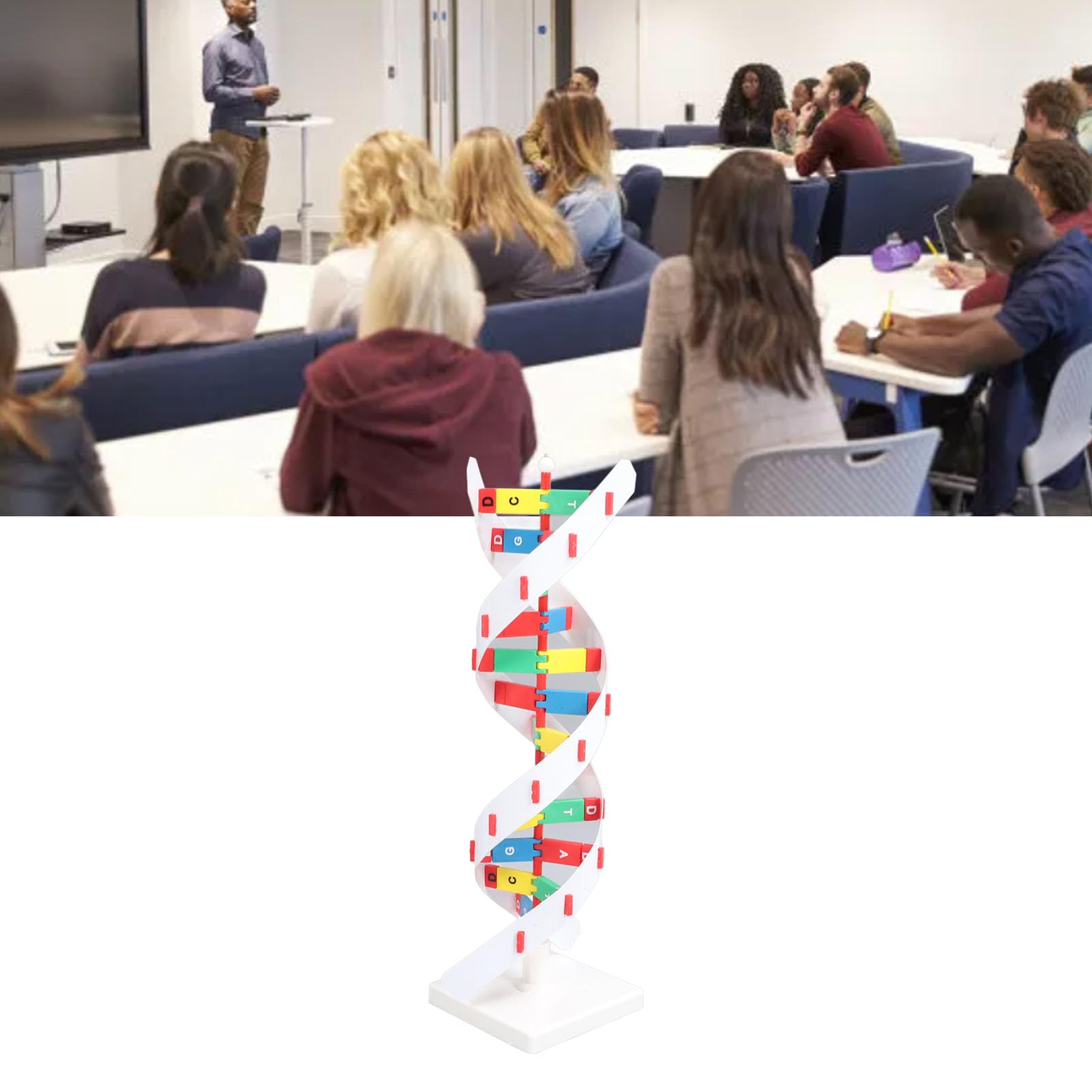 Kadimendium Giocattolo Modello DNA Umano, Design Colorato Staccabile | brillante, Coinvolgente apprendimento STEM, Ideale per le aule di biologia