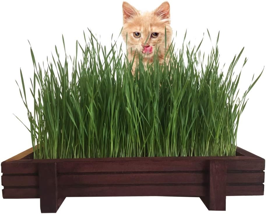Indoor Cat Grass Kit with Rustic Wood Planter, Certified Organic Seeds, Soil, Water Spray Bottle and Easy to Follow Instructions. Complete Certified Organic Non GMO Cat Grass Kit.