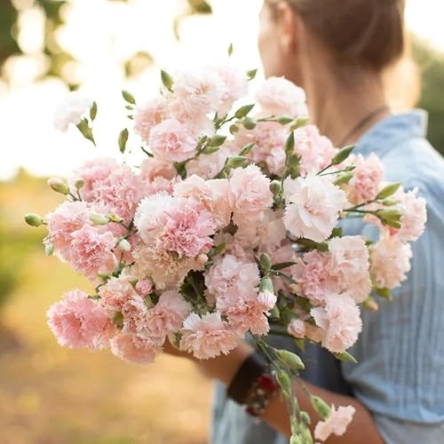 Miniatura 6 de 50 La France PINK CARNATION Dianthus Caryophyllus Chabaud Flower SeedsComb S/H de Seedville