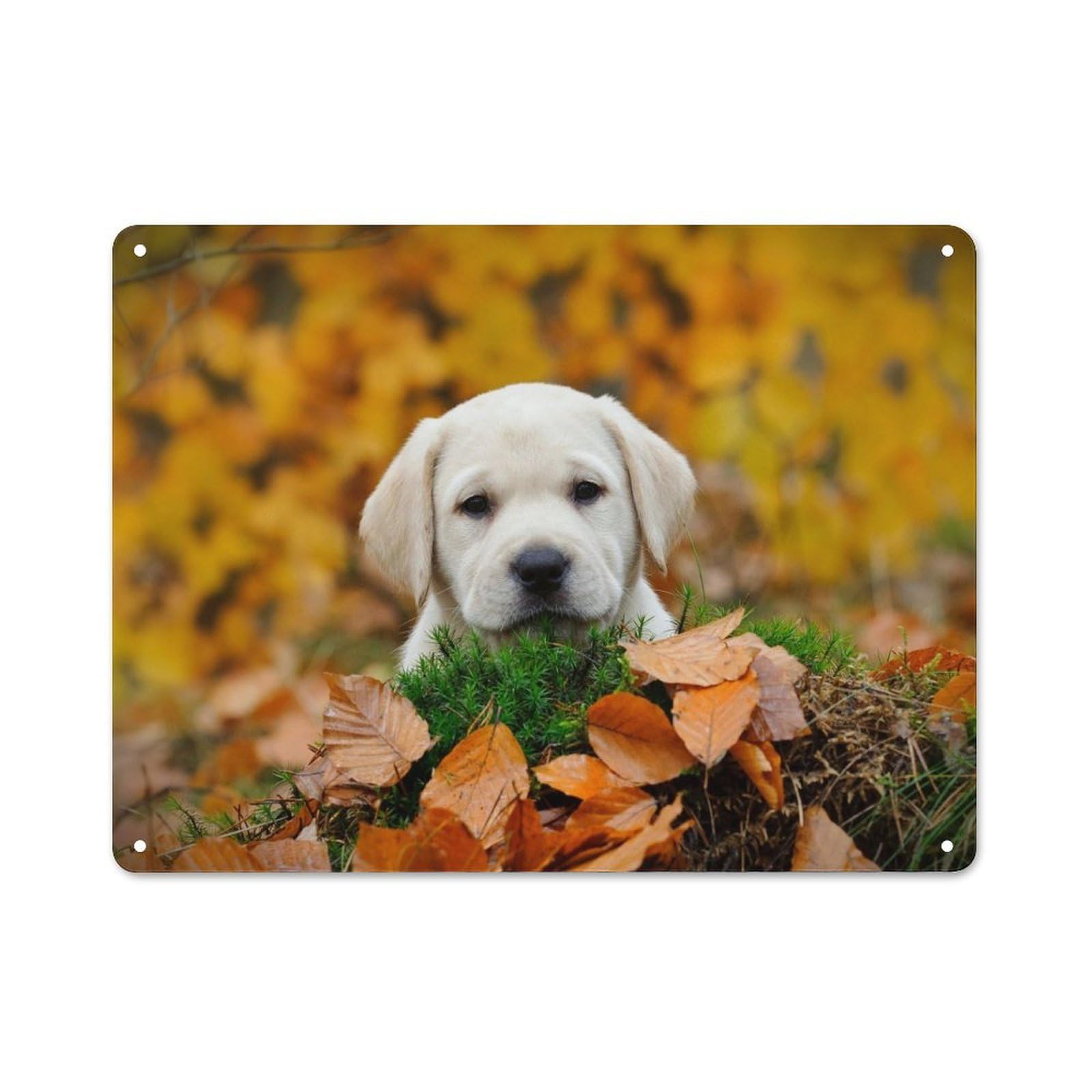 Junmoney Style-5 Autumn Labrador Puppy Rustic Tin Sign 30X40cm, Vintage Porch Wall Decor For Conservatory, Home Bar Or Utility Room