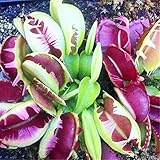 Tipo: Blooming Plants Variedad: Flower