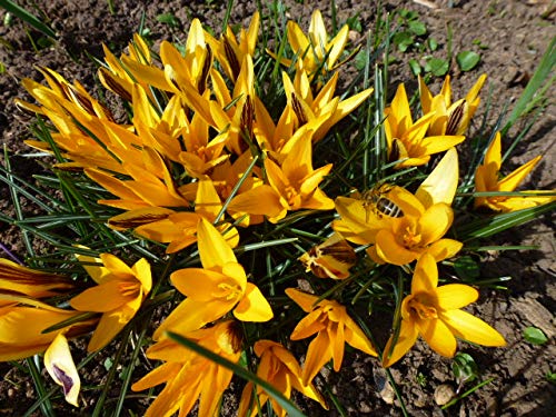 Blumenzwiebeln Krokuszwiebeln Crocus-Sortiment gelber Krokus-Teppich (150 Blumenzwiebeln)