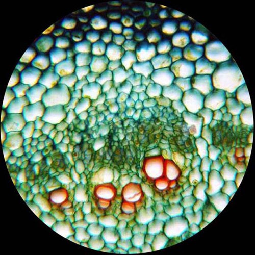 Amscope t490 a-m 40 x -1600 x Lab Clinic Vet Trinocular microscopio con 1.3 MP fotocamera