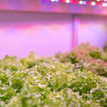 Amazon.com: Feit Electric Grow Light 19W 2ft LED for Indoor