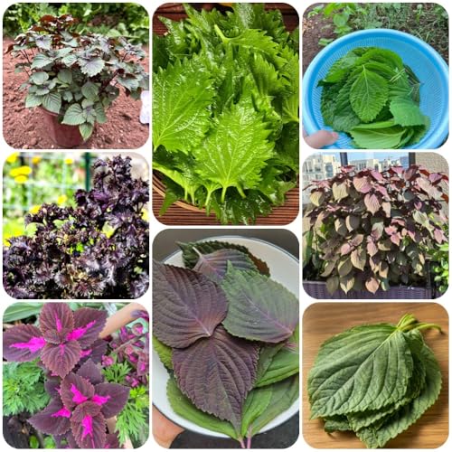 Generic Perilla Shiso Samen 550pcs Winterharte Gartenkräuter