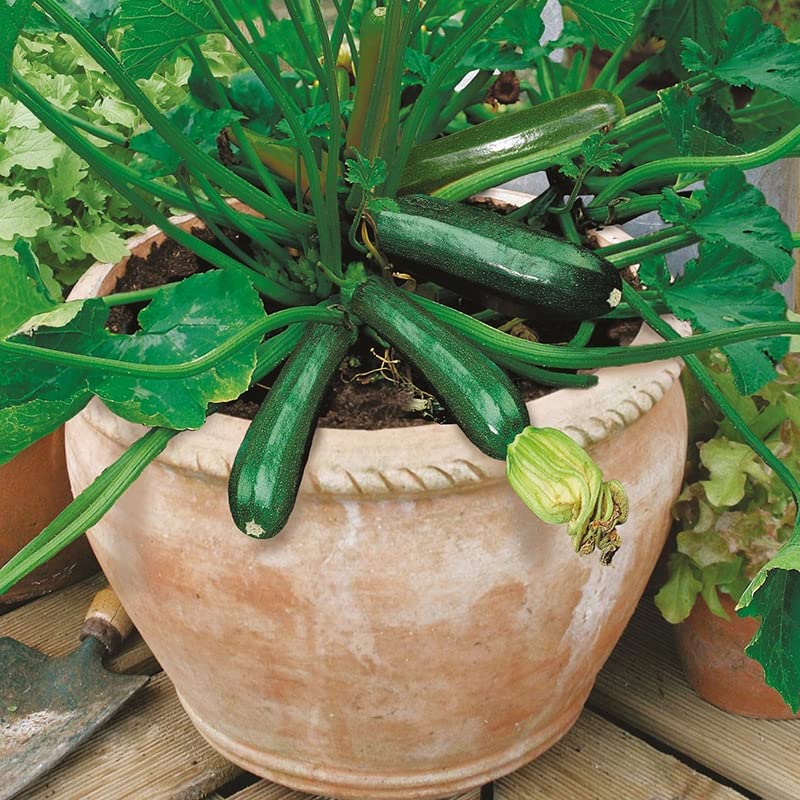 M-Tech Gardens Rare Hybrid Zucchini " Midnight " Exotic 10 Vegetable Seeds for Growing (B0BQCGHTJ4) Amazon Price History, Amazon Price Tracker