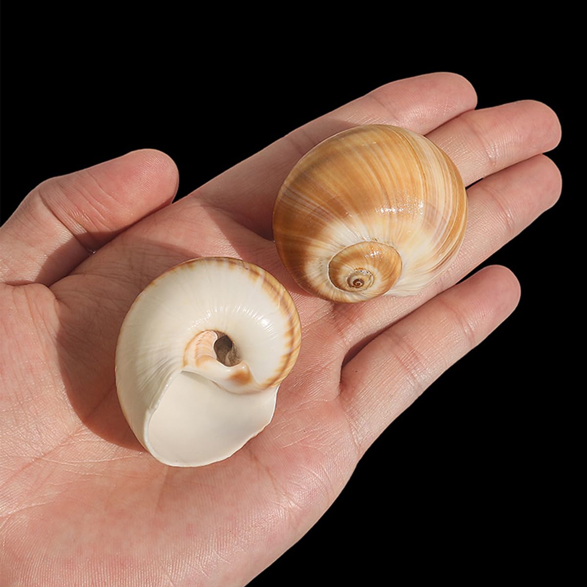 Muszla, 10 sztuk śrubowych ust ma około 3 ~,5 cm na dekoracje ślubne