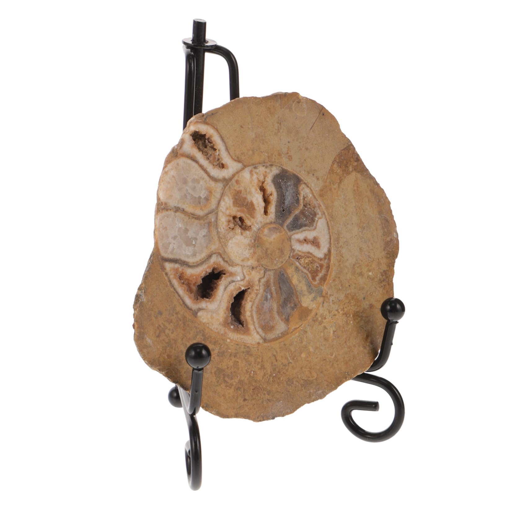 CATIEBYE Ammonite Ammonite Models for Ammonite Decorations Ammonite Decor for Table Ammonite Models Decoration Ammonite Models for Learning Ammonite Models for Table Decor