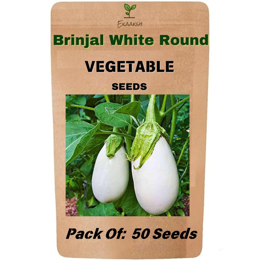 Ekaaksh - Brinjal White Round Seeds + Free Seed Germination Paper + Planting Guide - New Seeds with Test Result - Best for Pots, Terrace & Kitchen Gardening-image-21