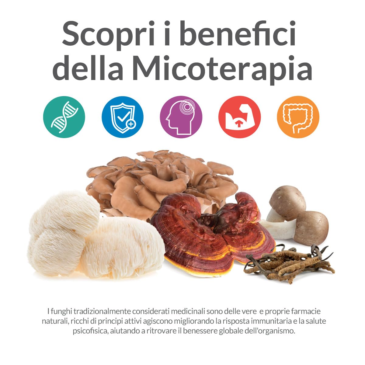 AVD REFORM | Micotherapy Maitake – Integratore a base di Maitake (Grifola frondosa) in capsule vegetali – Ideale per l’integrazione quotidiana – 90 capsule - Prodotto in Italia