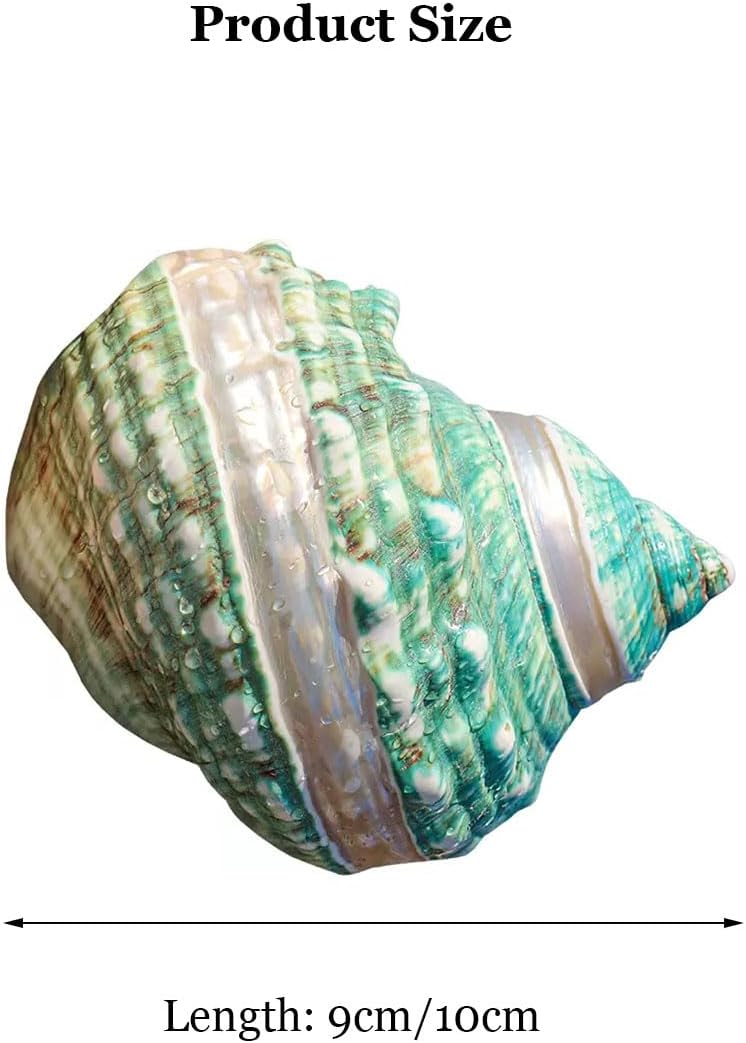Shells Natural Conch Shell for Decoration 9-12Cm Natural Conch for Wedding Decor Beach Theme Party(9cm)