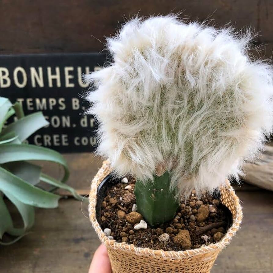 職人鉢 多肉植物 サボテンにも 楽天市場】（多肉植物）サボテン 品種おまかせ 2号（5鉢